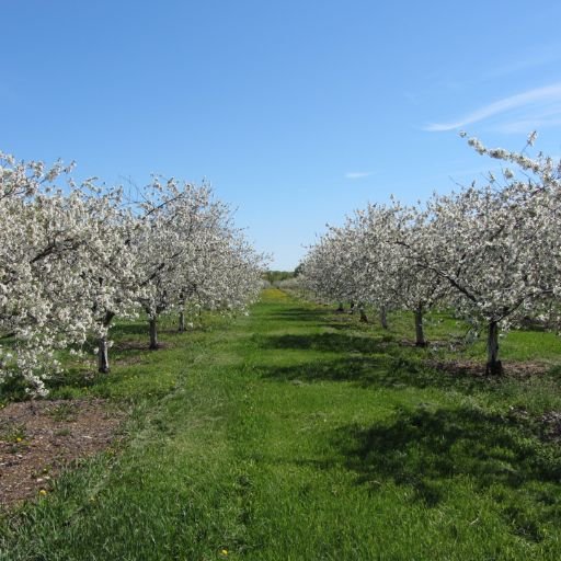 Orchard